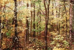fall foliage